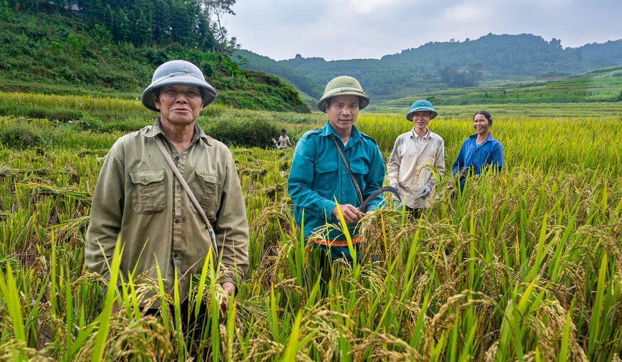 Harvesting rice in Cao Phong District