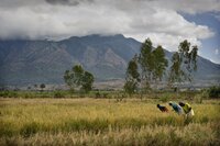 Farmers in Malawi field with mountains