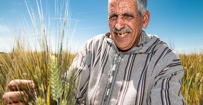 New Drought-tolerant Durum Wheat Could Transform Farming in Dry Regions