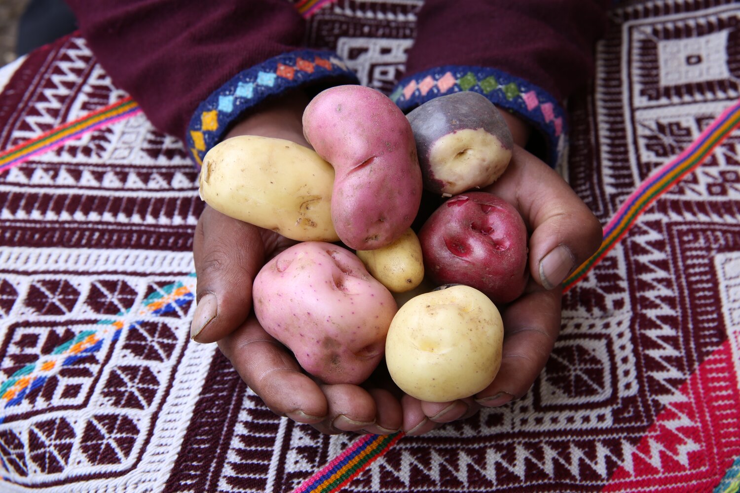 handful of diverse potatoes