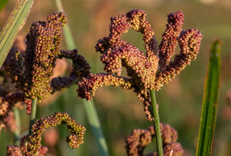 Close-up of finger millet in a field