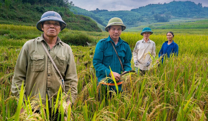 Rice farmers in Cao Phong District