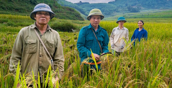 Rice farmers in Cao Phong District