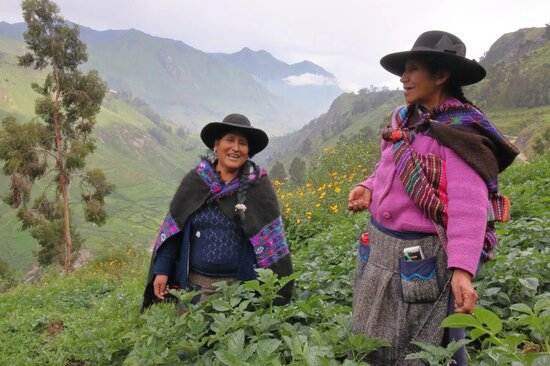 women farmers in a highland potato field in Peru