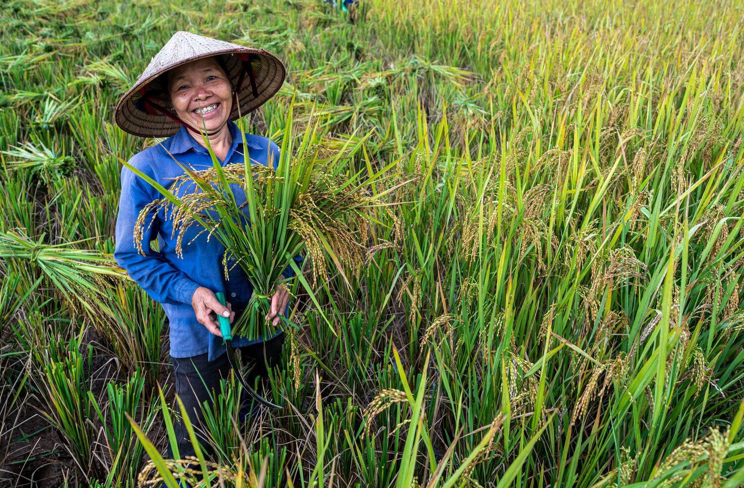 Rice harvest in Vietnam