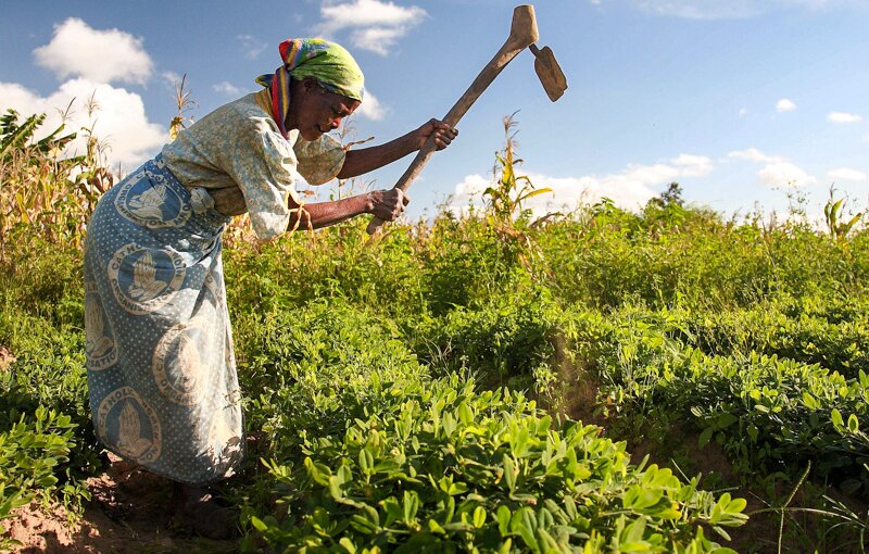 Woman working in Groundnut field in Malawi