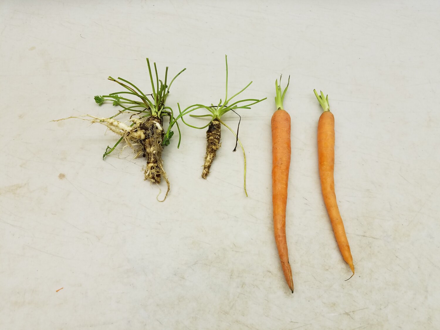 Wild white carrots and cultivated orange carrots on a white background. 