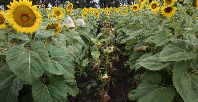 Sunflower pre-breeding in Argentina