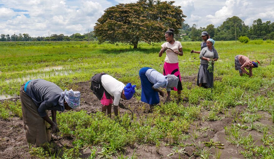 Women working at the Ethiopian Biodiversity Institute clearing a regeneration plot of fenugreek. The Ethiopian genebank is part of the Seeds4Resilience Project. Photo: Nora Castaneda-Alvarez/Crop Trust