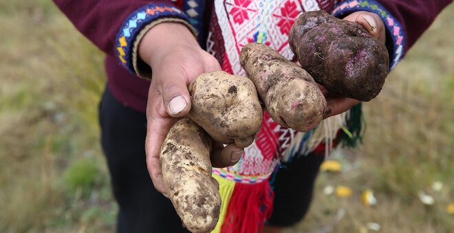 My Potato is Your Potato: Collective Responsibility for Crop Diversity