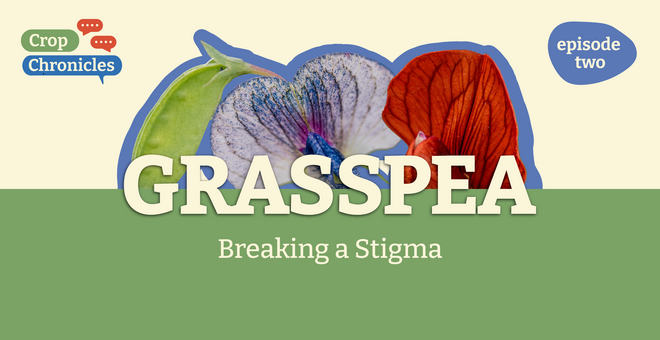 Crop Chronicles Podcast: Grasspea - Breaking a Stigma
