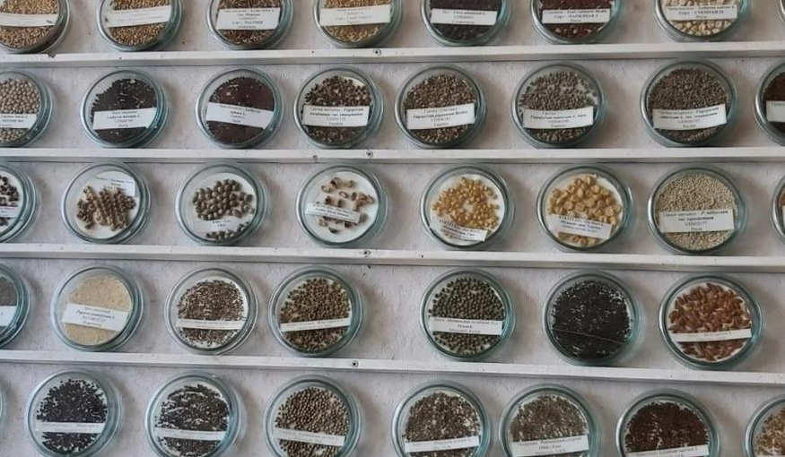 FAO and the EU support relocation of Ukraine’s national seed collection to a secure site