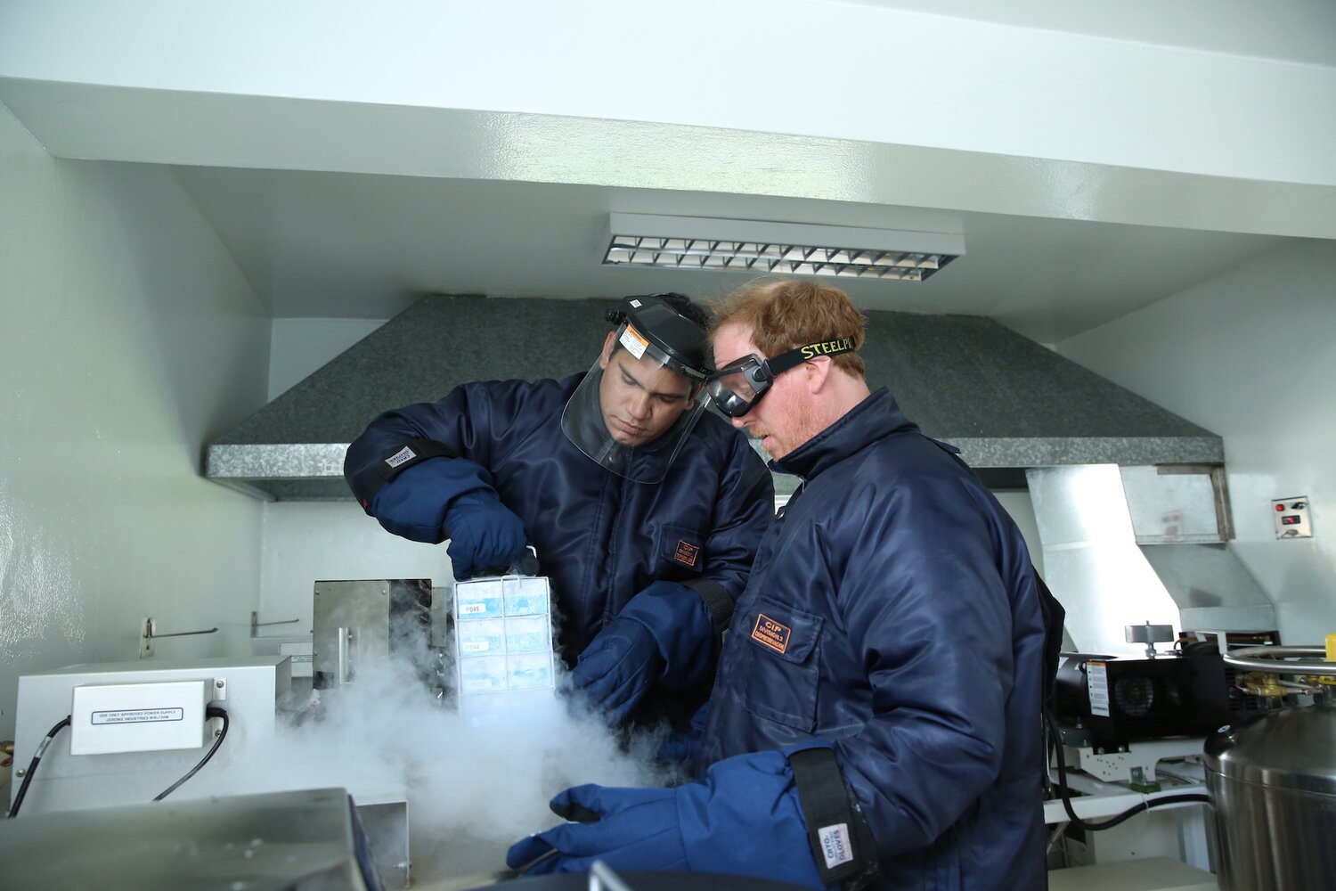 Staff maintaining cryopreserved shoot tips stored in vials inside cryoboxes.