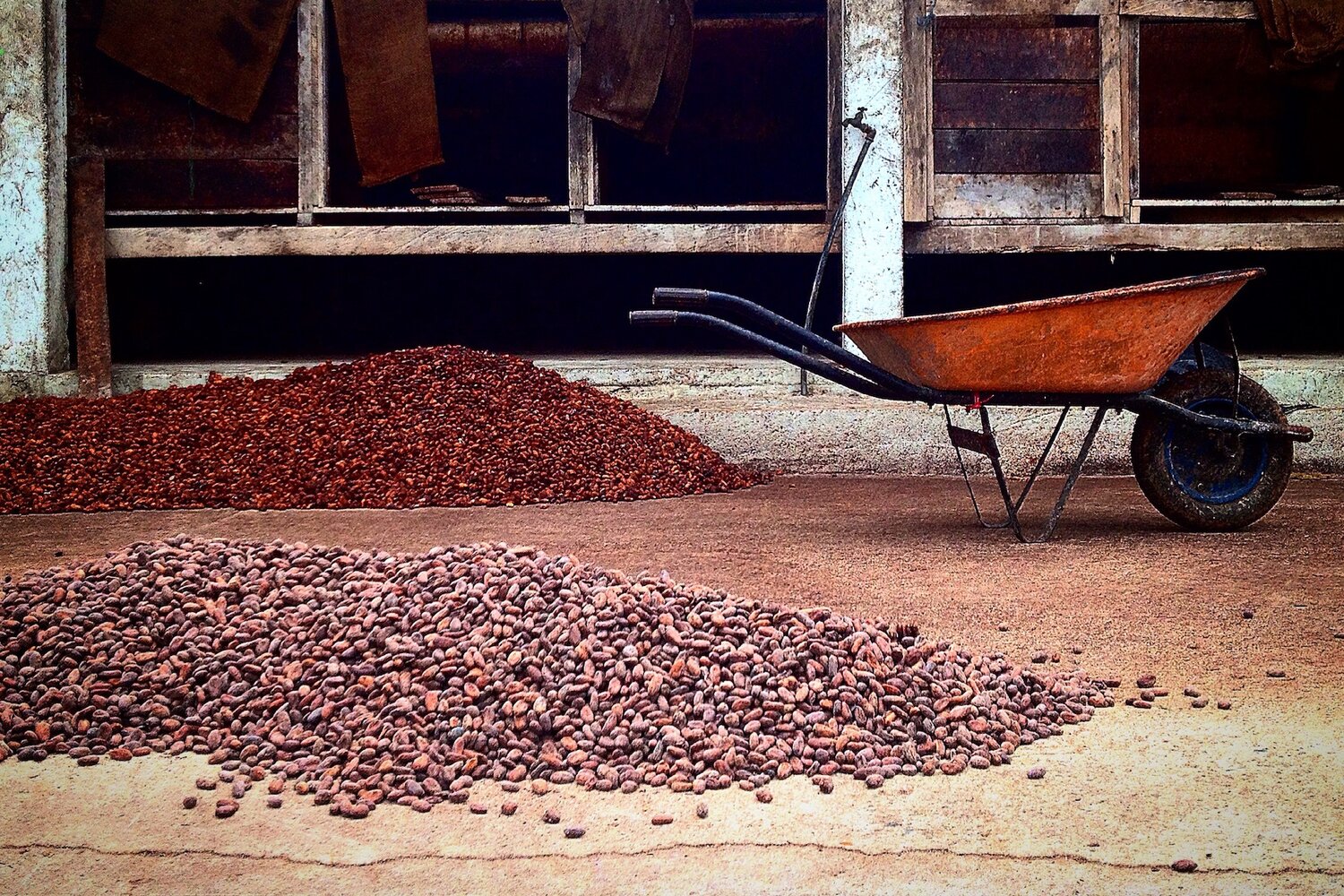 Fermenting and drying cacao, Esmeraldas, Ecuador. Photo credit: Simran Sethi