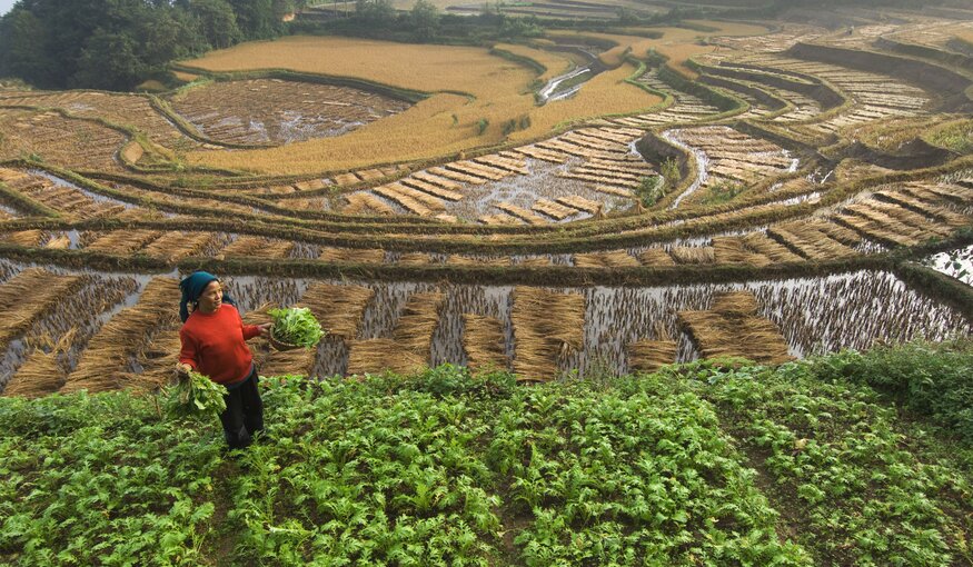 CHINA - OCTOBER 20: Farmers harvest rice from their terraces to make a meager living. (Photo by Jim Richardson/National Geographic/Getty Images)