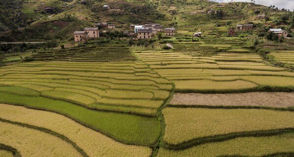Rice terraces at different stages of maturity in a Betsileo village. Betsileo communities in the central highlands are especially renowned for their advanced rice farming. Wherever a flat surface exists – or can be built – rice can be planted. The farmers sow a wide assortment of local types at different times, employing irrigation to grow some in the dry season and waiting for the rainy season to plant others. This diversity is all at once a source of efficiency, security, cultural identity, and pride.