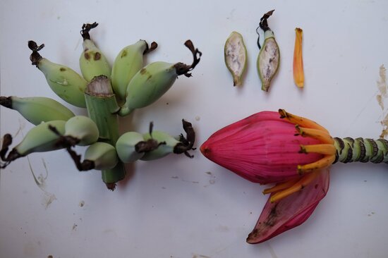 Fruit and flower of a wild banana collected by partners at the Plant Resources Centre, Vietnam. Photo: Crop Trust