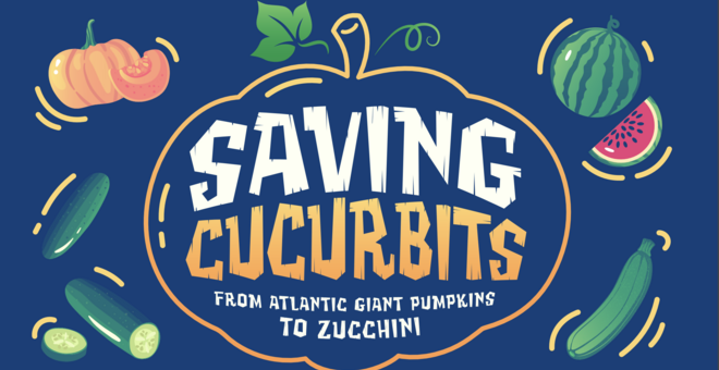 Saving Cucurbits Infographic