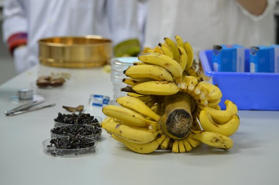 Partners at the Malaysian Agricultural Research and Development Institute (MARDI) have collected wild relatives of banana. This images shows the wild bananas and the seeds that are extracted from these fruits. Photo: Crop Trust