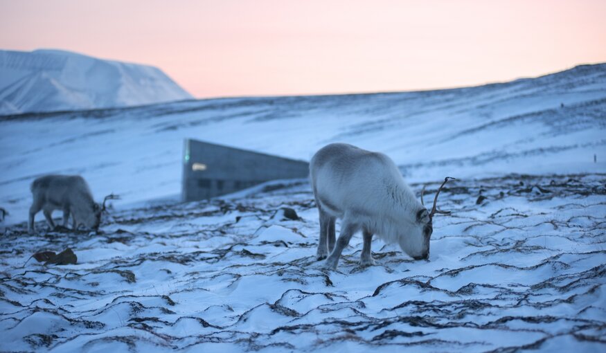 Major Seed Deposit at the Svalbard Global Seed Vault, Longyearbyen