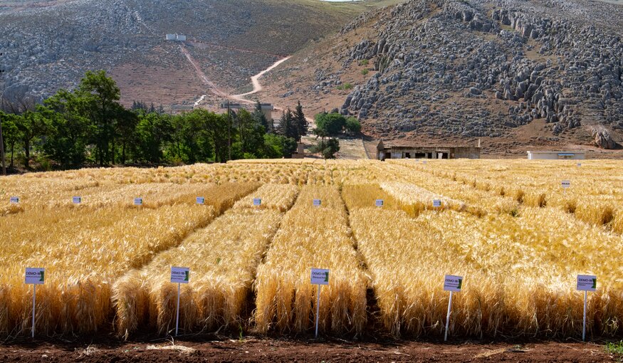 Wheat field in front of mountain landscape.