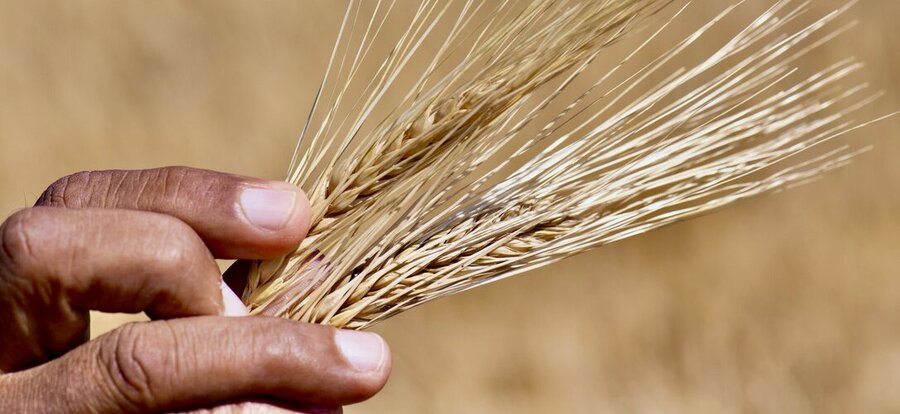 Hand holding dry barley