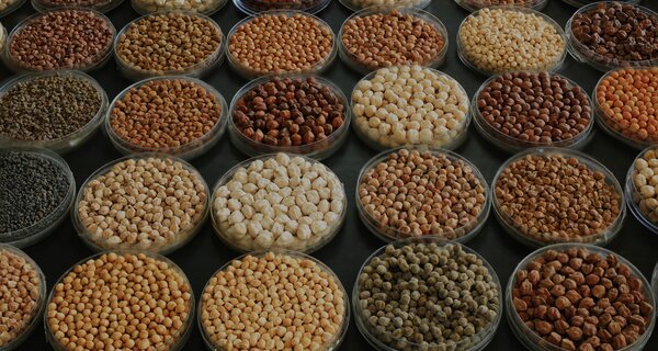 Diversity in chickpea