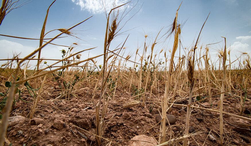 Food Prices and Security Hit by ‘Heatflation’ as Summer Heat Wave Ravages Crops Worldwide