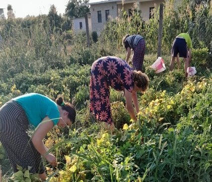 Women taking samples from the bean field. 