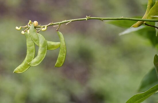 The Bermuda bean (Phaseolus lignosus) is endemic to the island that gives it its name, and is on the verge of extinction in its homeland. Photo: Neil Palmer/CIAT