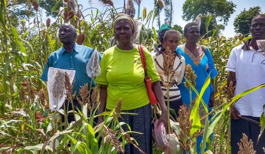 Farmer group in Kenya looking at sorghum