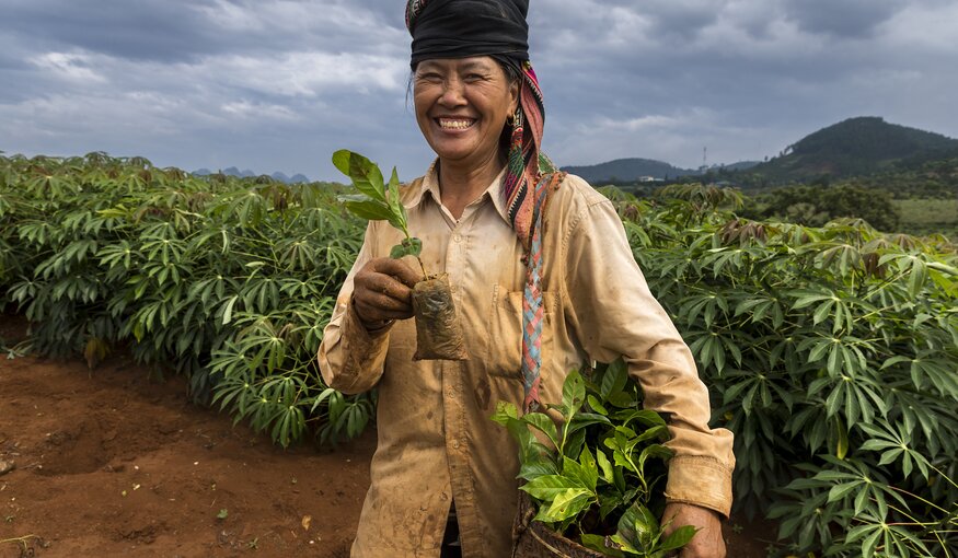 A farmer of the Thái ethnic group carries tree seedlings to be planted between fields of cassava in Sơn La Province. The many minority groups of this remote and mountainous region practice diverse farming systems that often include cassava as a key part. The popular varieties, bred for the region, grow relatively low and dense as they efficiently use sunlight to produce their starchy edible roots under the soil.
