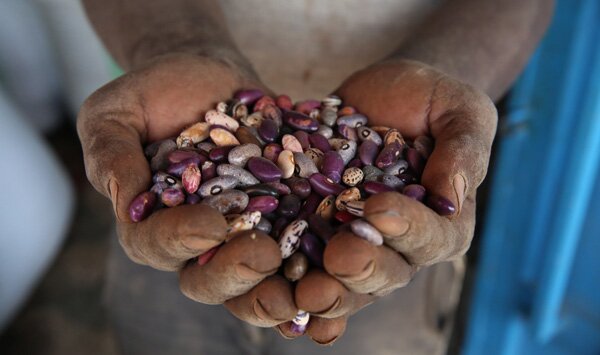 Hands holding a variety of beans in Rwanda