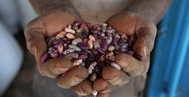 Hands holding a variety of beans in Rwanda