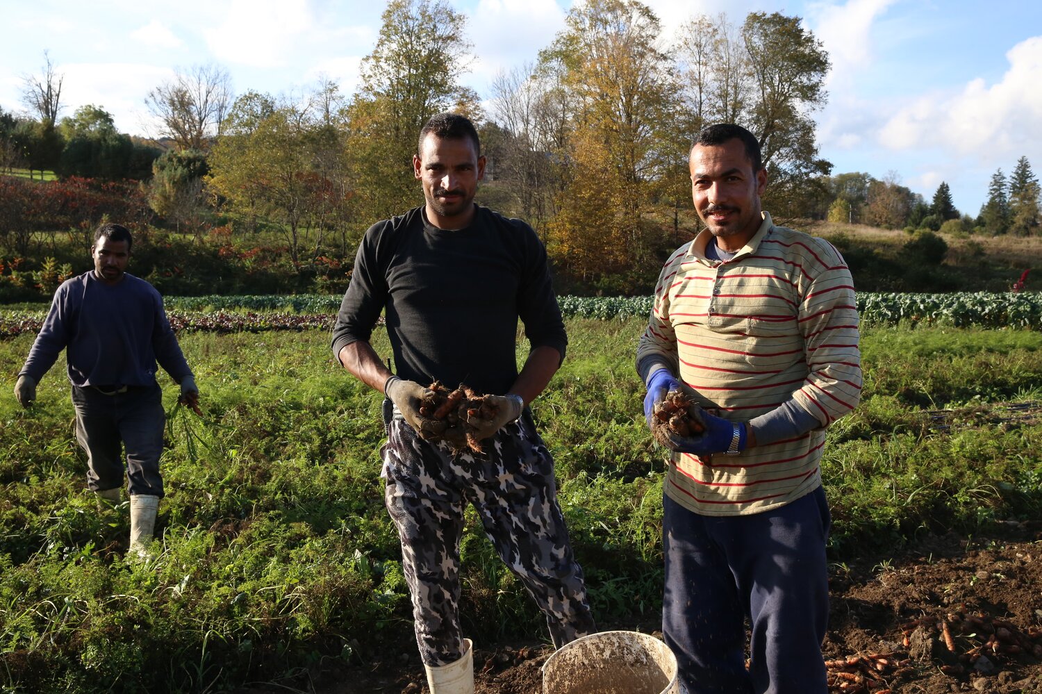 Egyptian farm workers at Norwich Meadows Farm. Farmer Zaid Kurdieh enjoys working with Egyptian farmers, as they are often used to making use of limited spaces. Photo: Crop Trust/Luis Salazar