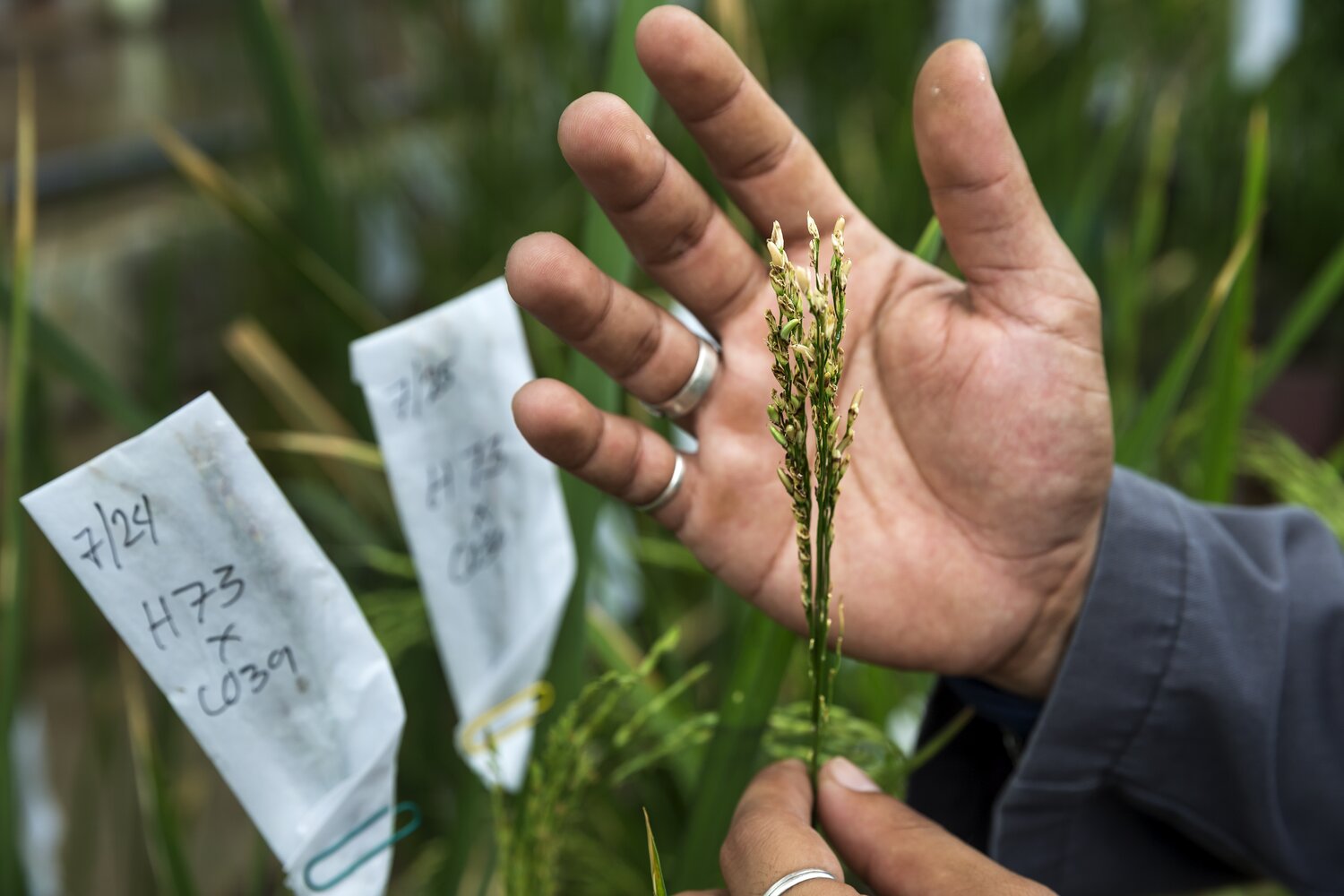 Rice held in front of hand