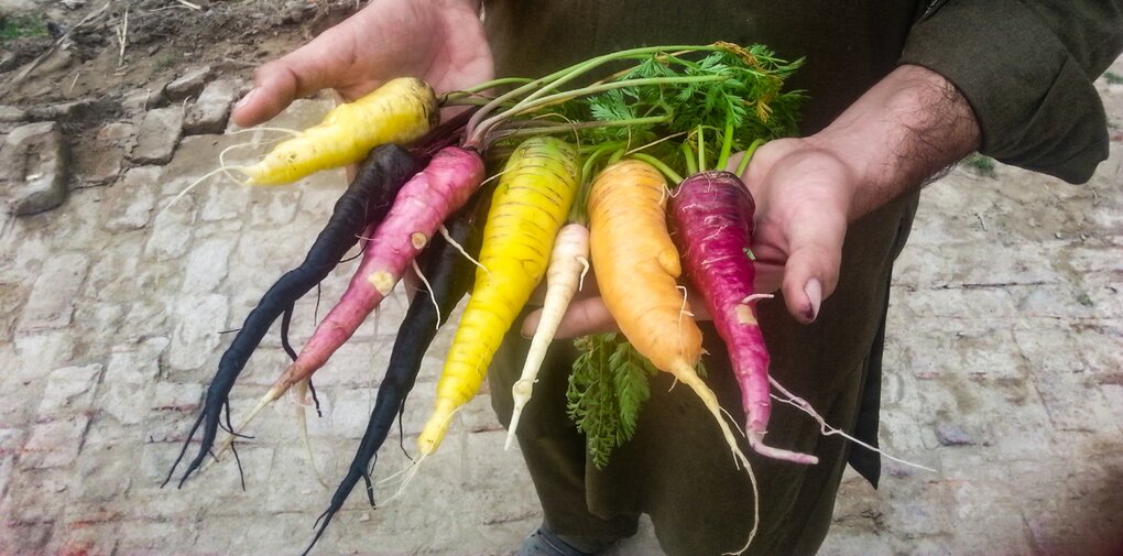 Colorful carrots freshly pulled from the ground. 