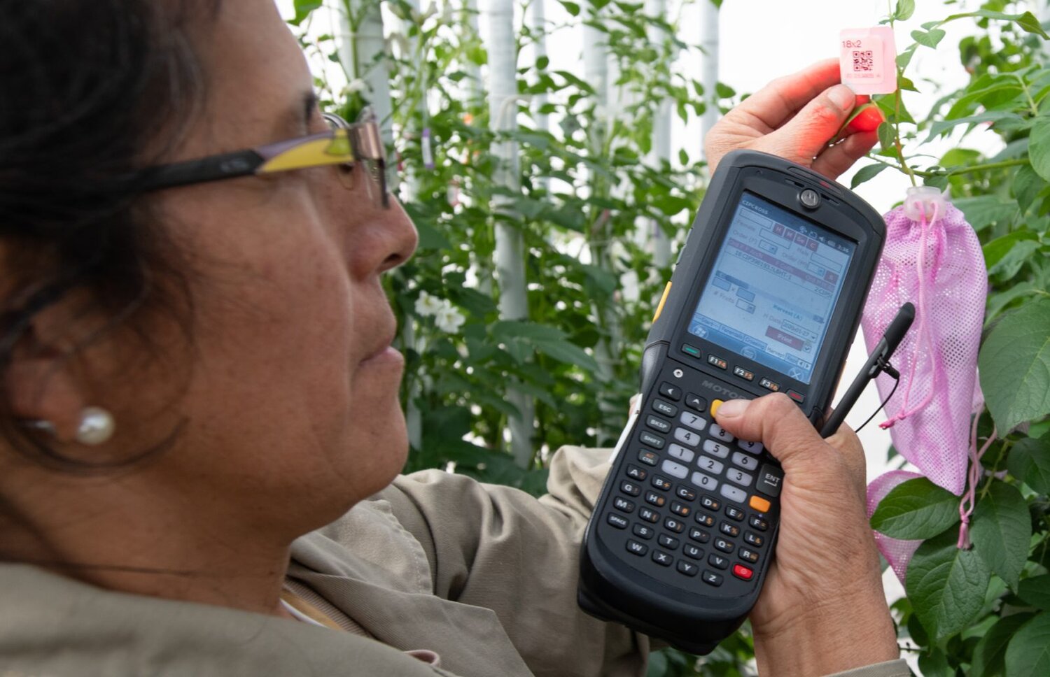 Woman cataloging data about crops. 