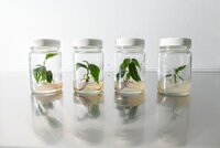 Crops in glass jars