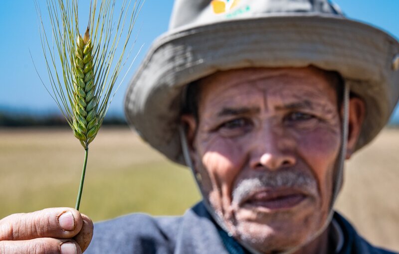 New Drought-tolerant Varieties of Durum Wheat and Barley for Morocco