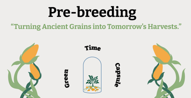 Pre-breeding Explained: A Project by Minerva University Students