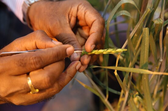 Removal of spikelets for breeding. 