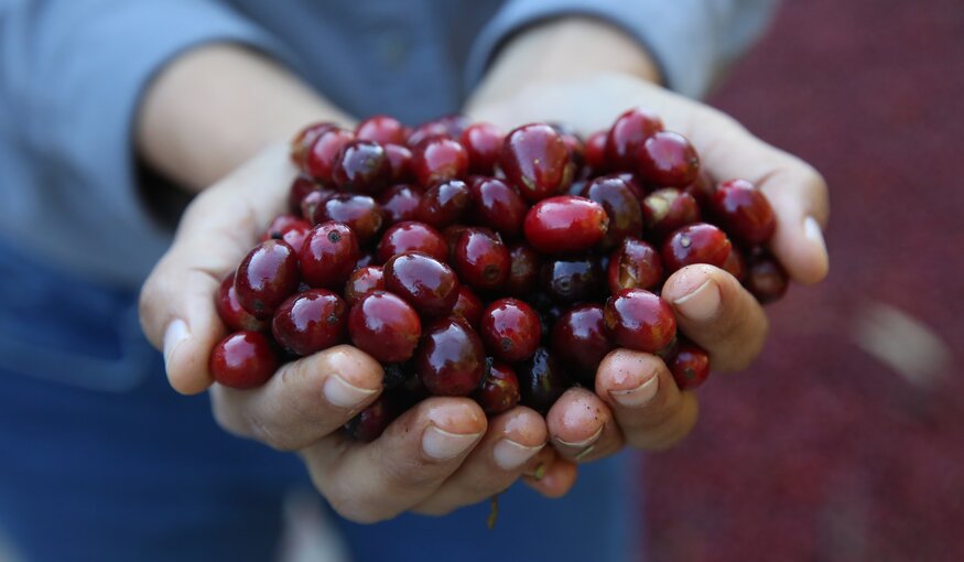 Coffee berries held in hands.