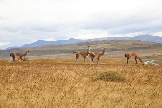 Challenges in livestock production in Patagonia include guanacos (pictured here), pumas, wild dogs and foxes. Guanacos are protected under Chilean law, and the last few decades have seen the population grow exponentially. Efforts to control the population are underway, but, according to the estancia owners we met, they are not enough. Photo: LS Salazar/Crop Trust