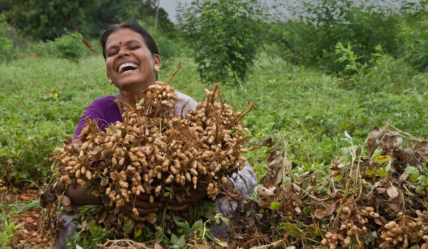 A smiling farmer holds her groundnut harvest. Photo: L. Vidyasagar/ICRISAT