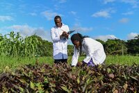 Genebank staff assessing crops in field.
