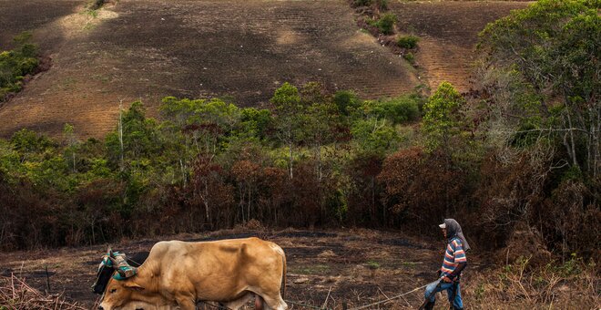 A farmer plows the land with oxen at the Agustina Farm in Morales, Cauca. A drought fueled by the El Niño phenomenon in 2015 forced farmers to delay planting cassava in Cauca, leaving fields bare far into the growing season. As such disruptions become more frequent under climate change, farmers will need more cassava varieties that are both drought tolerant and fast-growing enough to plant whenever the rain arrives.