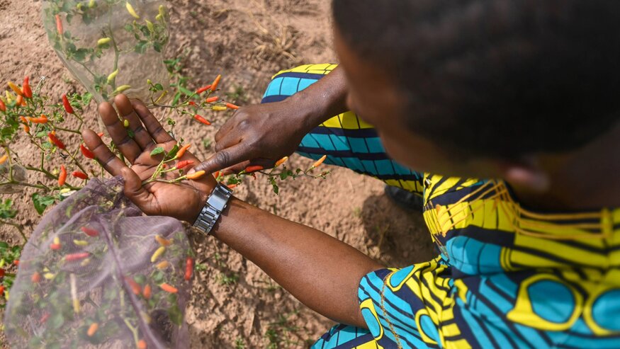 The Africa Report: Safeguarding Africa’s Diverse Food Crop Seed Collections Against Climate Threats