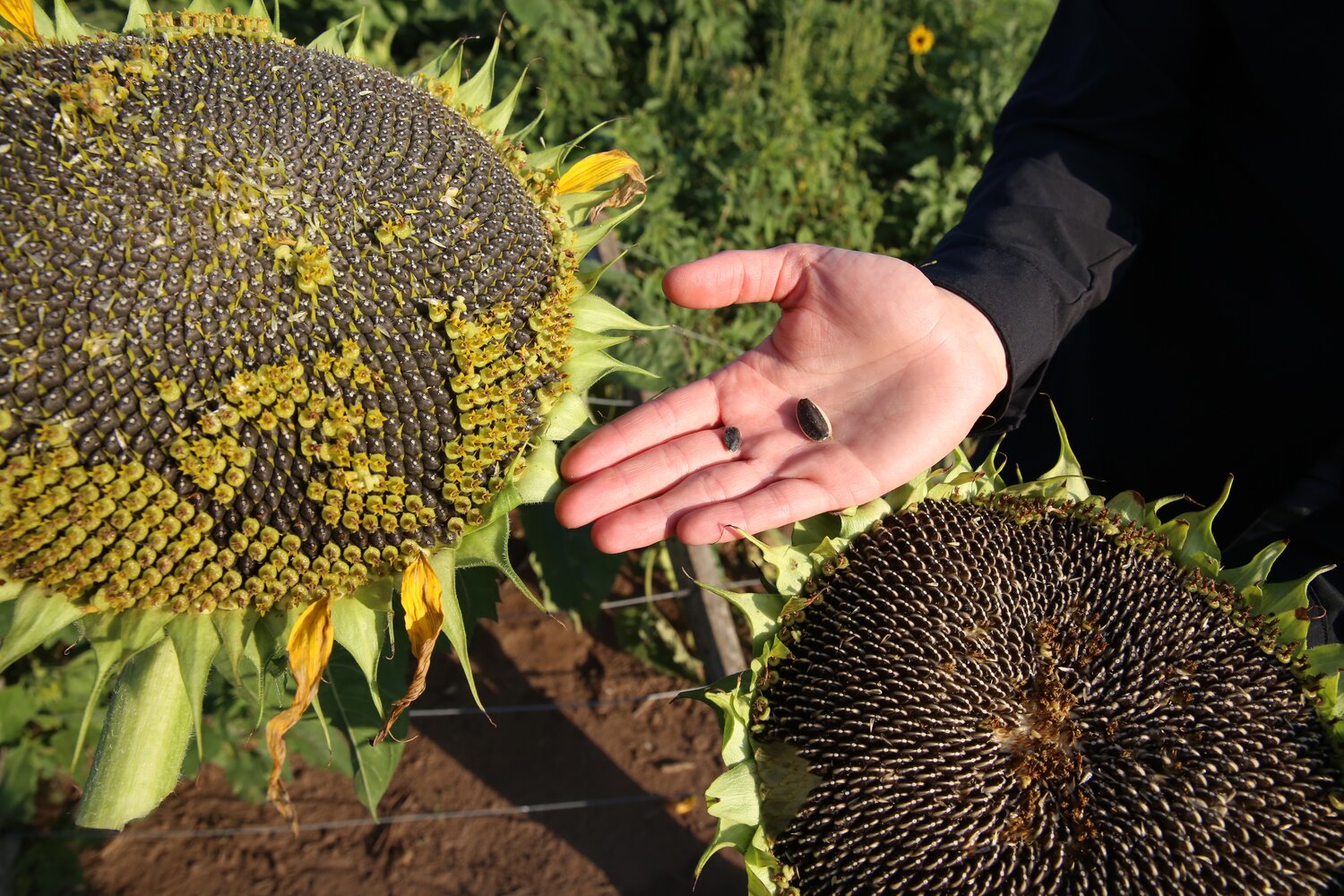 Sunflowers are mostly grown as an oilseed or a confectionary crop. Breeders develop varieties according to the demands of producers and markets. Case in point: as clearly seen in this image, the confectionary sunflower head (left) is larger, as are its seeds, when compared to the oilseed sunflower head (right), which, however, has more oil in its seeds.
