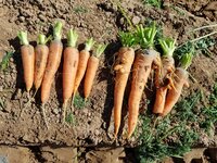 Cultivated carrots and wild relative carrots freshly pulled from the ground. 